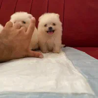 توله ژرمن بلک موبلند|سگ|شیراز, شهرک بزین|دیوار