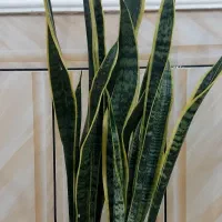 گل سانسوریا|گل و گیاه طبیعی|بندر دیر, |دیوار