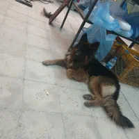 سگ ژرمن نگهبان