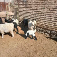 فروش بز کهره دار جوان|حیوانات مزرعه|مرودشت, رامجرد یک|دیوار