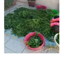 پاک کردن سبزی کیلو 20ت