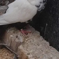 کبوتر ماده دمسیاه