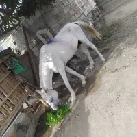 فروش اسب خوب نریان|اسب و تجهیزات اسب‌سواری|میناب, |دیوار