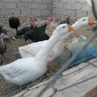 قوغاز لیندا