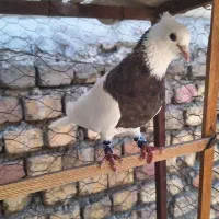 طوقی الماسی خال شکلاتی|پرنده|اصفهان, باغ زیار|دیوار