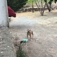 پیتبول ماده