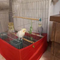 عروس هلندی نر بالغ و مست|پرنده|ملارد, |دیوار