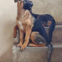 ژرمن شولاین ماده ۵ ماهه|سگ|همدان, |دیوار