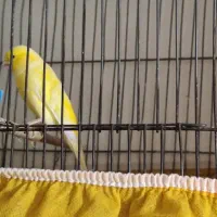 سلام قناری سالم سرحال قیمت توافقی|پرنده|خمینی‌شهر, |دیوار