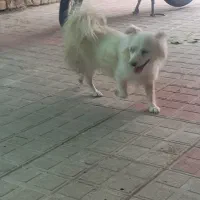 سگ پاپی