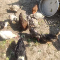 مرغابی|حیوانات مزرعه|اصفهان, شیخ طوسی|دیوار