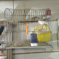 (عروس هلندی) (فنچ)|پرنده|قزوین, |دیوار