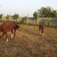 فروش مادیان اصیل ترکمن با کره تریان