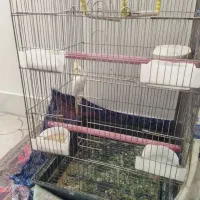 یک عدد عروس هلندی|پرنده|قم, پردیسان|دیوار