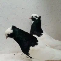 کبوتر