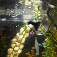 ماهی گپی کوپی مولدو بچه|ماهی|مشهد, امیر المومنین|دیوار