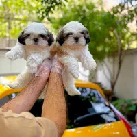 نژاد کوچک خانگی ژورنالی شیتزو و pamerپاممر خرسی و|سگ|تهران, سعادت‌آباد|دیوار