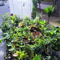 گل و کاکتوس