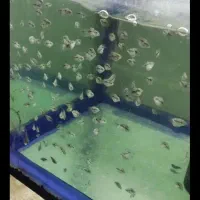 ماهی فلاور جفت خورده تخم ریز