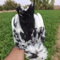 مرغ و خروس زینتی