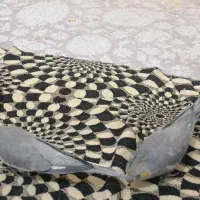 دو عدد عروس هلندی