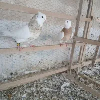 سلام دوستان عزیز