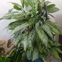 انواع گل در قیمت های خیلی مناسب|گل و گیاه طبیعی|سنندج, |دیوار