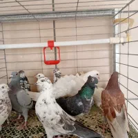 کفتر پرشی چتری