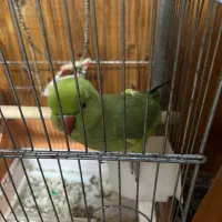 ملنگو ماده + قفس|پرنده|رویان, |دیوار