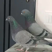 کبوتر  پرشی|پرنده|فردیس, شهرک ناز|دیوار