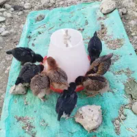 جوجه مرغ گلپایگان و گلین