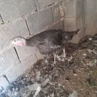 بوقلمون ماده نژاد دار|حیوانات مزرعه|رفسنجان, |دیوار