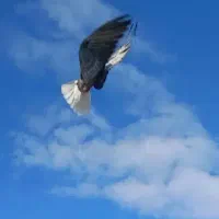 کبوتر پرشی ۱۰ عدد