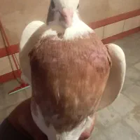 کبوتر طوقی کوار|پرنده|طسوج, |دیوار