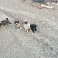 سگ نژاد محلی|سگ|پردیس, فاز ۸|دیوار