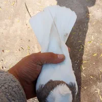 قرمزی کلفه  پیس ککیل مایا|پرنده|ویلکیج, |دیوار