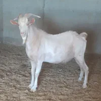 یک راس جبش سانن لنگ سه قل