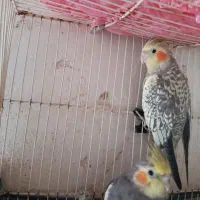 اسباب بازی عروس هلندی