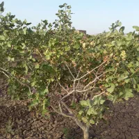 زمین با درختان پسته