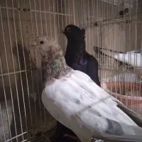 نروماده|پرنده|نیشابور, بنیاد شهید|دیوار