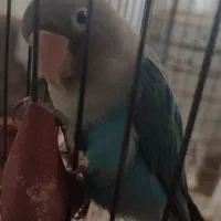 کوتوله نیمه دستی