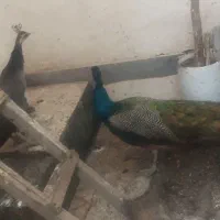 طاووس|پرنده|مشهد, انقلاب|دیوار