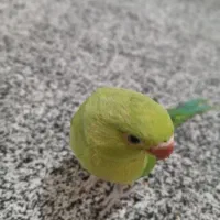 ملنگو گمشده