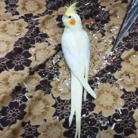 طوطی عروس هلندی لوتینو خوشگل|پرنده|قزوین, |دیوار