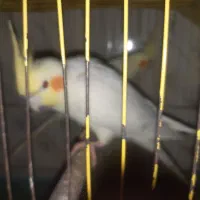 حراج حراج. ۳ جفت عروس هلندی. جفتی ۱۷۰۰|حراج|علی‌آباد کتول, |دیوار