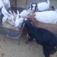 بزغاله فروشی