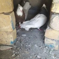 سلام طوقی دوعدد طوقی کاکلی جفت به شرط
