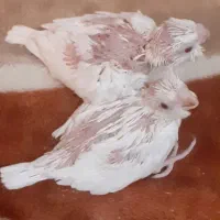 جوجه سرلاگی عروس آلبینو و