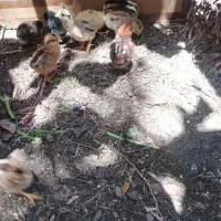 مرغ عربی با۱۲جوجه۶روزه