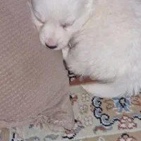 پامر اشپیتز|سگ|تهران, هوانیروز|دیوار